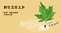 艾草越嫩越好，還是越久越好？悄悄告訴你：艾草這樣用，效果最好！