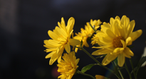 【養(yǎng)生知識】入秋菊花藥膳，美味營養(yǎng)、養(yǎng)生保?。? />
                    </a>
                </div>
            </li>
            
            <li id=